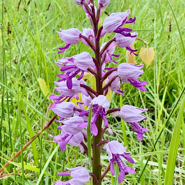 Orchis militaris